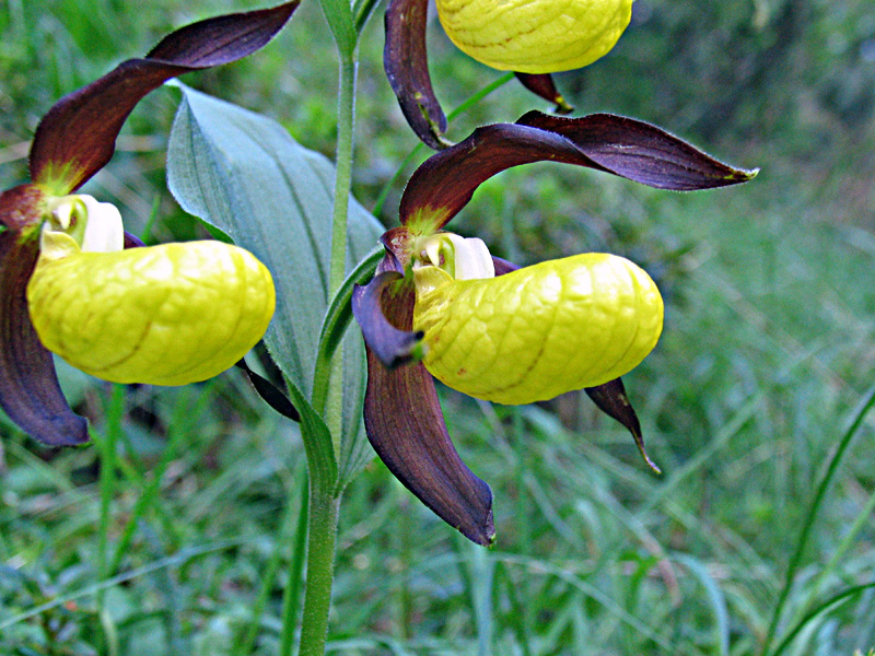 Cypripedium calceolus / Scarpetta di Venere